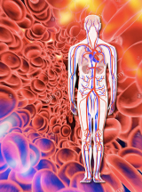 Human Biological Systems